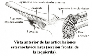 Pinch off, articulaciones esternoclaviculares