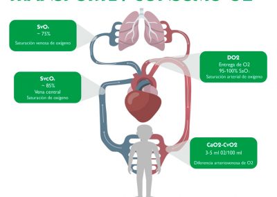 Relación transporte-consumo O2