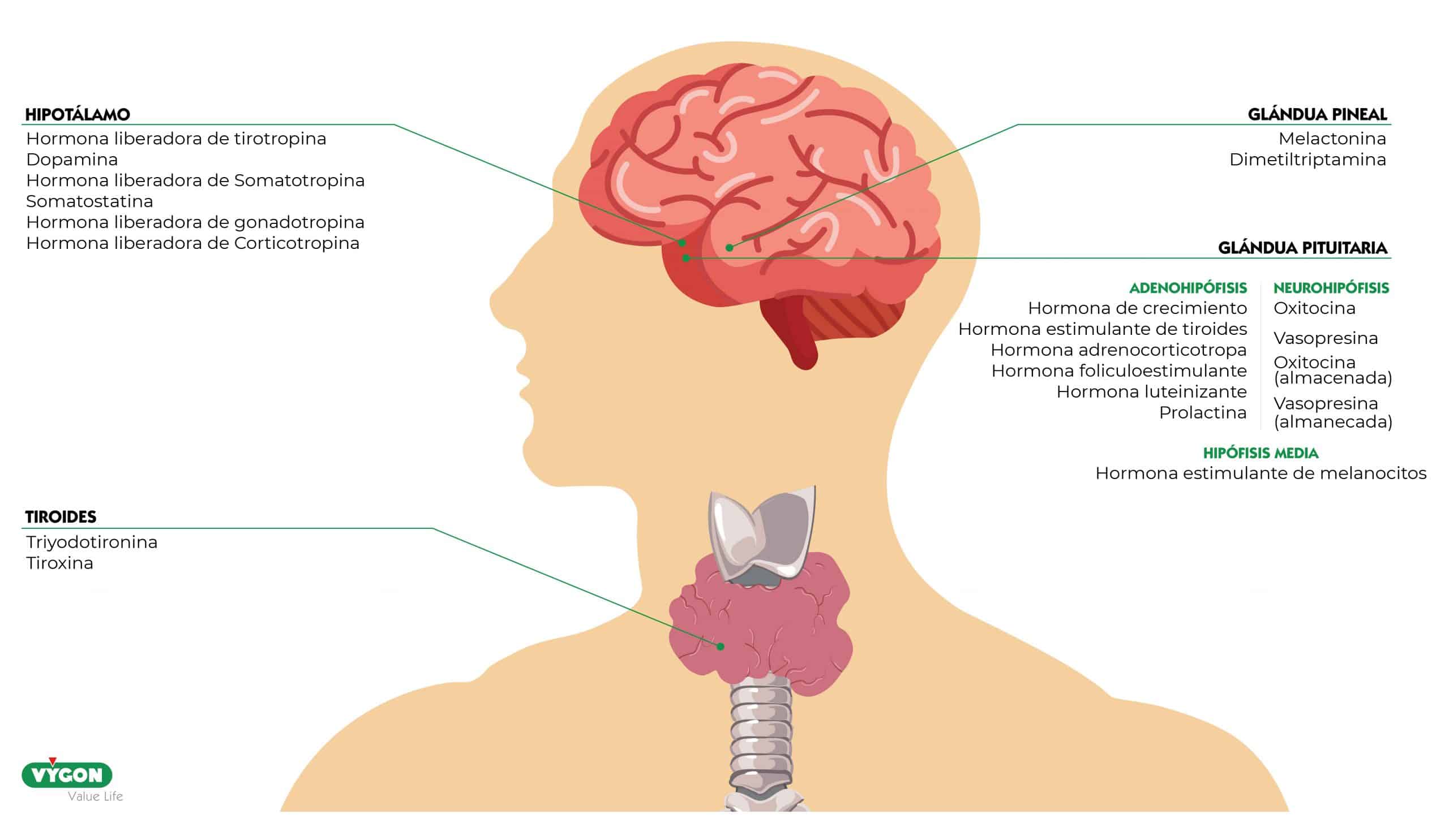 vasopresina endocrinología