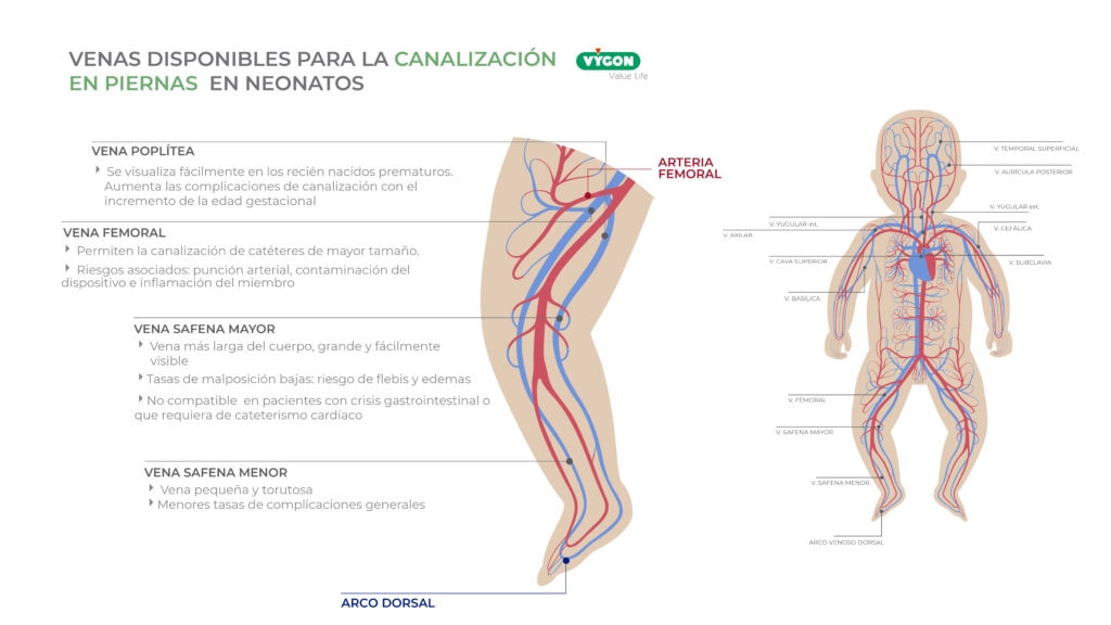 Venas piernas neonatos