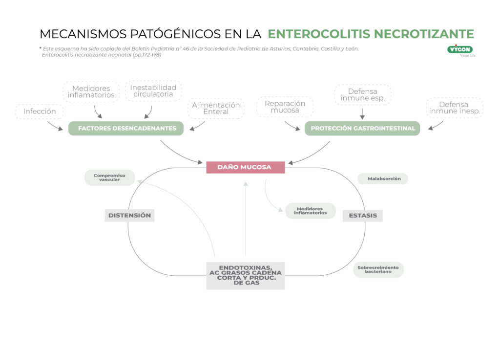 MECANISMOS PATÓGÉNICOS EN LA ENTEROCOLITIS NECROTIZANTE