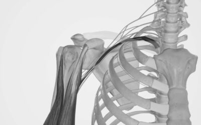 Plexo braquial: claves para conocerlo en profundidad