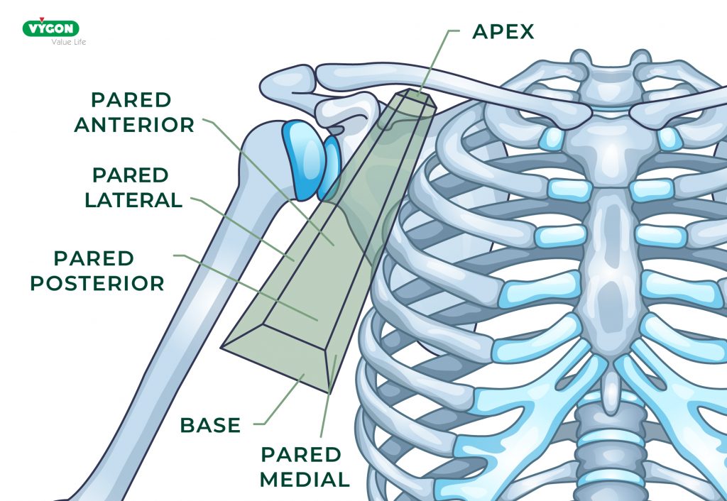 Decripción anatomía superior para abordaje supraclavicular