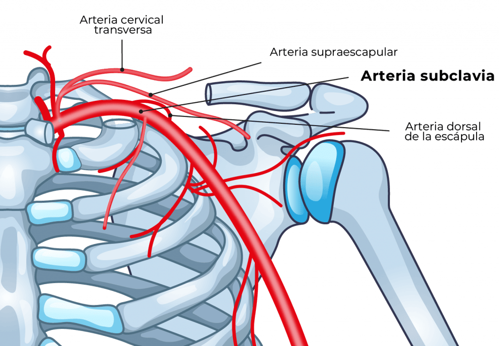 Anatomía abordaje supraclavicular, destacando arteria subclavia