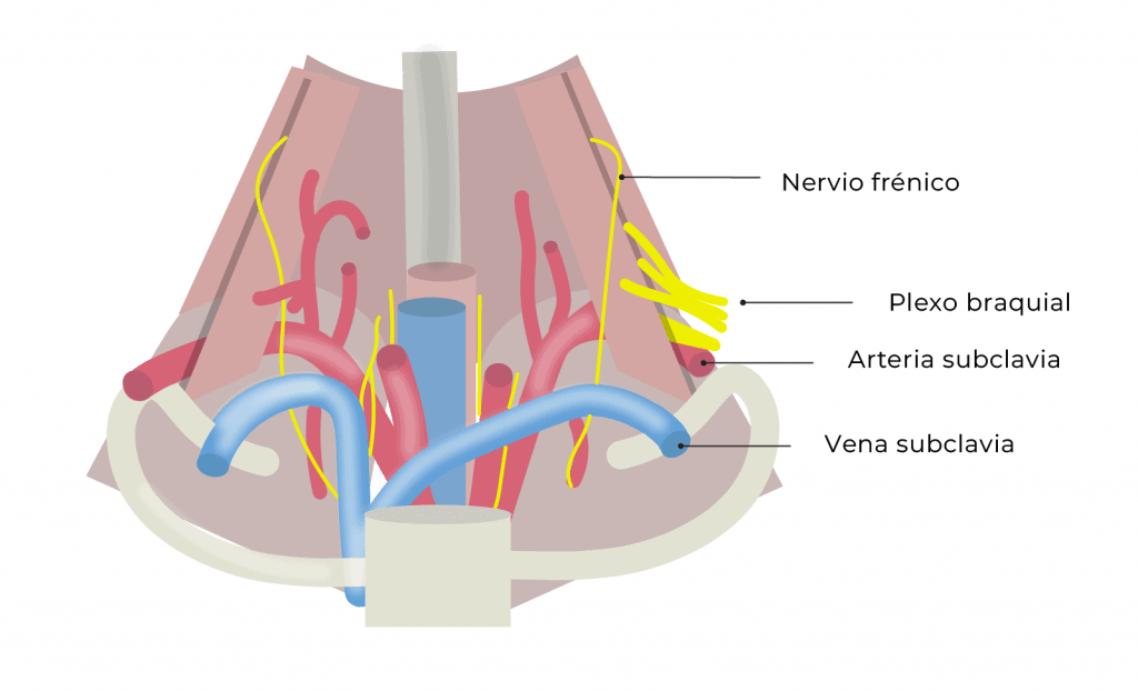 Figura miembro superior para abordaje supraclavicular